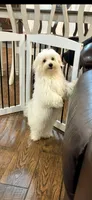 Spanky, a male Maltese for sale in Big Bend, CA – 5 of 5
