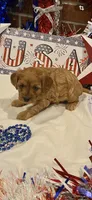 Addie , a female Cavapoo for sale in San Diego, CA – 7 of 7