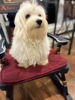 Spanky, a male Maltese for sale in Big Bend, CA – 4 of 5