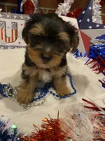 Zoe, a female Morkie for sale in San Diego, CA – 1 of 1
