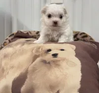 Smallest male, a male Maltese for sale in Tampa, FL – 5 of 7