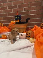 Girl , a female Cavachon for sale in Tampa, FL – 4 of 6