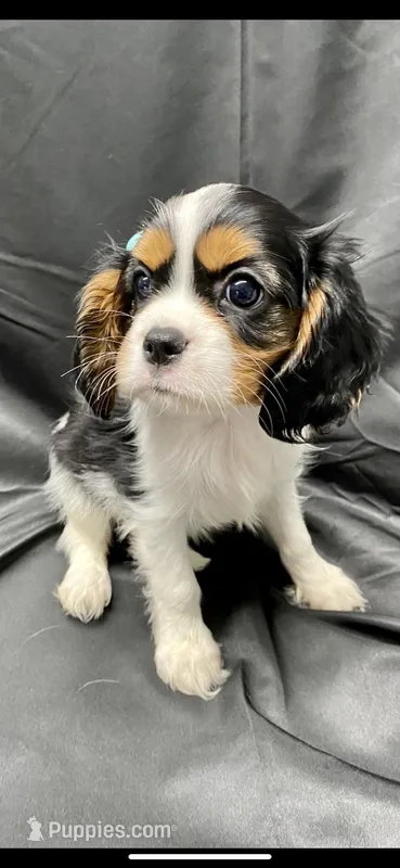 Lit’ shiloh, a female Cavalier King Charles Spaniel for sale in Los Angeles, CA – Photo 1 of 6