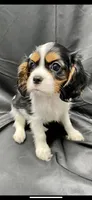 Lit’ shiloh, a female Cavalier King Charles Spaniel for sale in Los Angeles, CA – Photo 1 of 6