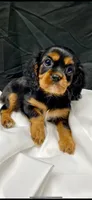 Lit’ shiloh, a female Cavalier King Charles Spaniel for sale in Los Angeles, CA – Photo 4 of 6
