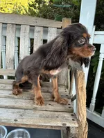 Dallas, a male Cavalier King Charles Spaniel for sale in South Lake Tahoe, CA – 5 of 5