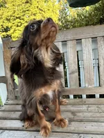Dunkin, a male Cavalier King Charles Spaniel for sale in South Lake Tahoe, CA – 2 of 4