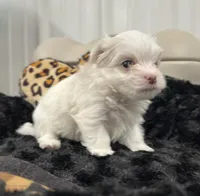 Male, a male Maltese for sale in Tampa, FL – 8 of 8