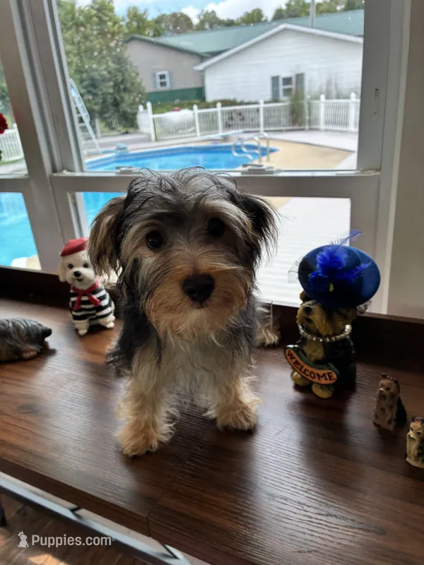 Jinx – Morkie puppy for sale in Redding, CA