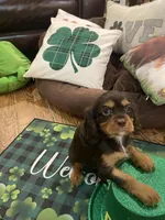 Dash, a male Cavalier King Charles Spaniel for sale in Los Angeles, CA – Photo 7 of 9