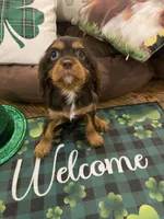 Dash, a male Cavalier King Charles Spaniel for sale in Los Angeles, CA – Photo 5 of 9