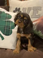 Dash, a male Cavalier King Charles Spaniel for sale in Los Angeles, CA – Photo 1 of 9