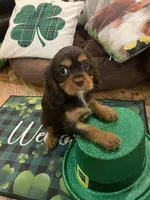 Dash, a male Cavalier King Charles Spaniel for sale in Los Angeles, CA – Photo 9 of 9