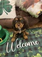 Dash, a male Cavalier King Charles Spaniel for sale in Los Angeles, CA – Photo 6 of 9