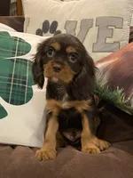 Dash, a male Cavalier King Charles Spaniel for sale in Los Angeles, CA – Photo 4 of 9