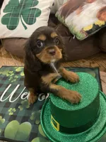 Dash, a male Cavalier King Charles Spaniel for sale in Los Angeles, CA – Photo 8 of 9