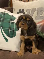 Dash, a male Cavalier King Charles Spaniel for sale in Los Angeles, CA – Photo 3 of 9