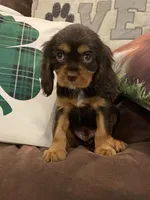 Dash, a male Cavalier King Charles Spaniel for sale in Los Angeles, CA – Photo 2 of 9