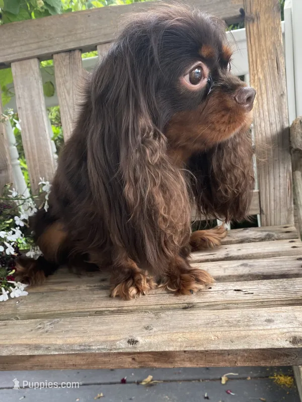 Mr. GoodBar – Cavalier King Charles Spaniel puppy for sale in San Diego, CA