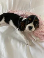 Lilly, a female Cavalier King Charles Spaniel for sale in Los Angeles, CA – Photo 4 of 5