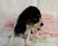 Lilly, a female Cavalier King Charles Spaniel for sale in Los Angeles, CA – Photo 1 of 5
