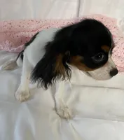 Lilly, a female Cavalier King Charles Spaniel for sale in Los Angeles, CA – Photo 3 of 5