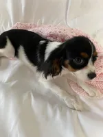 Lilly, a female Cavalier King Charles Spaniel for sale in Los Angeles, CA – Photo 5 of 5