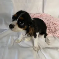 Lilly, a female Cavalier King Charles Spaniel for sale in Los Angeles, CA – Photo 2 of 5