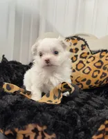 Smallest male, a male Maltese for sale in Tampa, FL – 3 of 7
