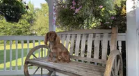 Little mousse , a male Cavalier King Charles Spaniel for sale in Big Bend, CA – 6 of 10