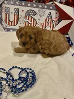 Addie , a female Cavapoo for sale in San Diego, CA – 2 of 7