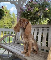 Little mousse , a male Cavalier King Charles Spaniel for sale in Big Bend, CA – 2 of 10