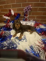 Chocolate Chunck, a male Cavalier King Charles Spaniel for sale in San Diego, CA – 3 of 6