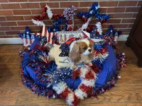 Biscuit, a female Cavalier King Charles Spaniel for sale in San Diego, CA – 8 of 8