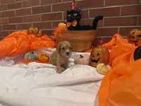 Girl , a female Cavachon for sale in Tampa, FL – 3 of 6