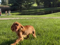 Little mousse , a male Cavalier King Charles Spaniel for sale in Big Bend, CA – 10 of 10