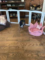 Anastasia, a female Cavalier King Charles Spaniel for sale in Big Bend, CA – 5 of 7