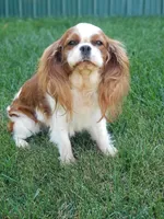 Caitlyn, a female Cavalier King Charles Spaniel for sale in Los Angeles, CA – Photo 6 of 7