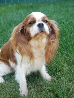 Caitlyn, a female Cavalier King Charles Spaniel for sale in Los Angeles, CA – Photo 1 of 7