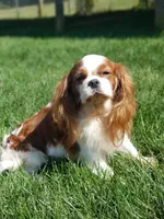 Caitlyn, a female Cavalier King Charles Spaniel for sale in Los Angeles, CA – Photo 3 of 7