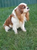 Caitlyn, a female Cavalier King Charles Spaniel for sale in Los Angeles, CA – Photo 5 of 7