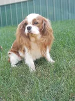 Caitlyn, a female Cavalier King Charles Spaniel for sale in Los Angeles, CA – Photo 7 of 7