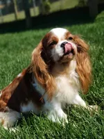 Caitlyn, a female Cavalier King Charles Spaniel for sale in Los Angeles, CA – Photo 2 of 7