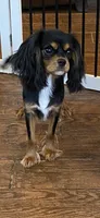 Anastasia, a female Cavalier King Charles Spaniel for sale in Big Bend, CA – 7 of 7