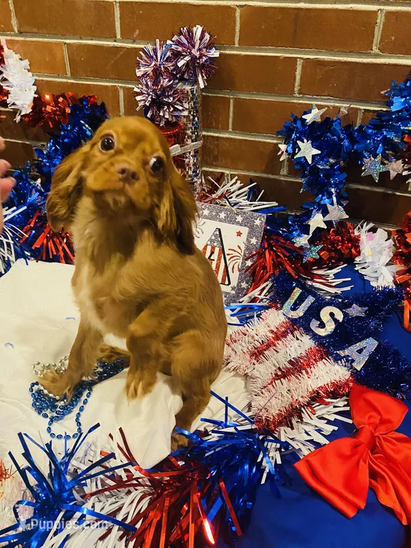 Little mousse  – Cavalier King Charles Spaniel puppy for sale in San Diego, CA