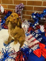 Little mousse , a male Cavalier King Charles Spaniel for sale in San Diego, CA – 1 of 5