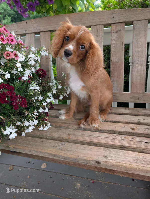 Dallas – Cavalier King Charles Spaniel puppy for sale in San Diego, CA