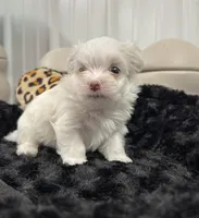 Male, a male Maltese for sale in Tampa, FL – 5 of 8