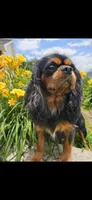 Ebony , a female Cavalier King Charles Spaniel for sale in Los Angeles, CA – Photo 3 of 3