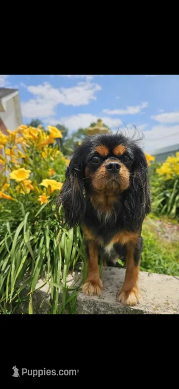 Ebony , a female Cavalier King Charles Spaniel for sale in Los Angeles, CA – Photo 1 of 3